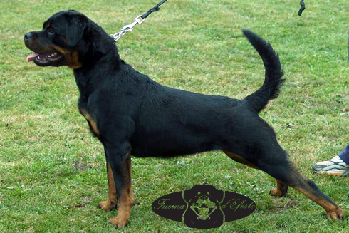 LEDA_VON_DER_SOMERWEIDE- Croatia Ks'09