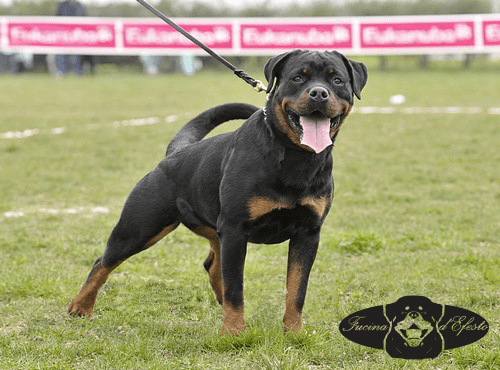 leda_von_der_somerweide_6