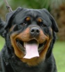 Quana vom Hause Edelstein head