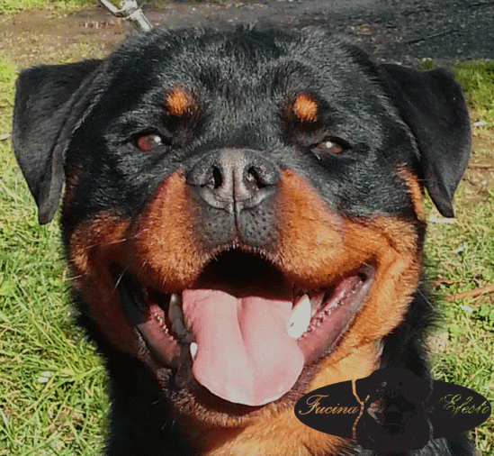 20150208_103400_Rascal_Head_Front