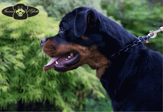 rascal head side 13 mesi