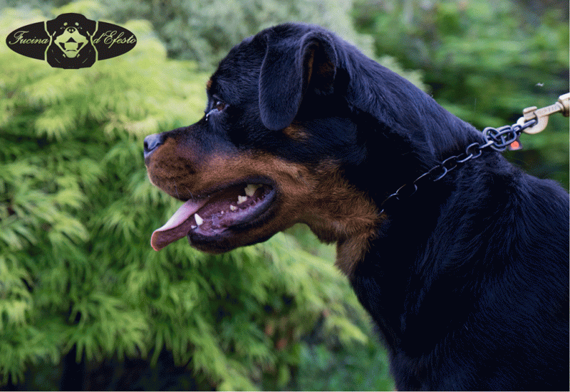 rascal head side 13 mesi