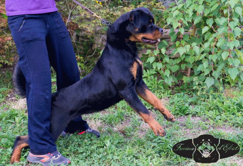 rascal-temperament-13-mesi