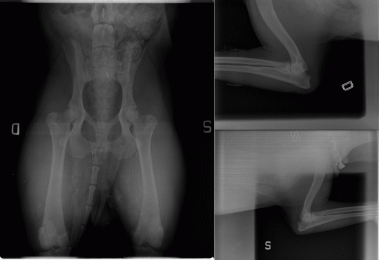 Ragnar-anche-e-gomiti