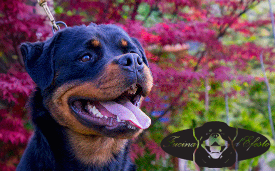 rascal-sit-13-mesi-head