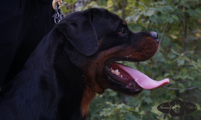 Ragnar-Fucina-d'Efesto-18-mesi_7