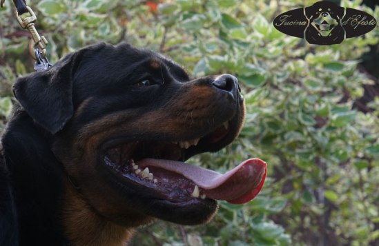 Ragnar-Fucina-d'Efesto-18-mesi_9