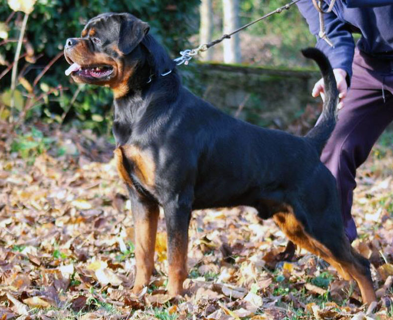 12308787_1687492564831915_3091023625945584098_n