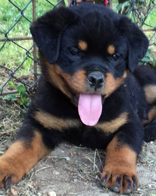 12592523_10207769565028631_8061443458984391067_n