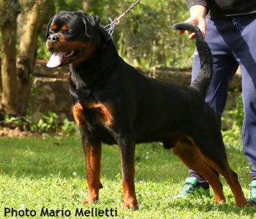 12985339_1736747013239803_2466898341605344847_n