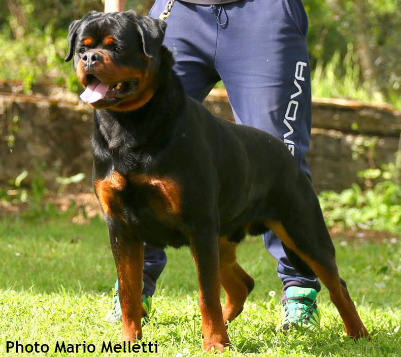 12987109_1736747599906411_8586103560574978929_n