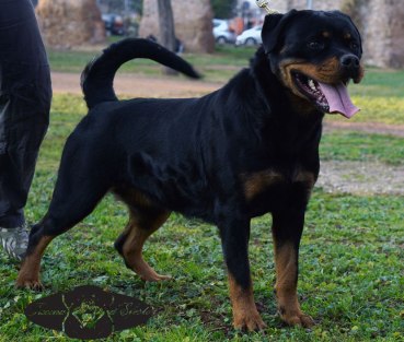 Rascal-20-months_3_short