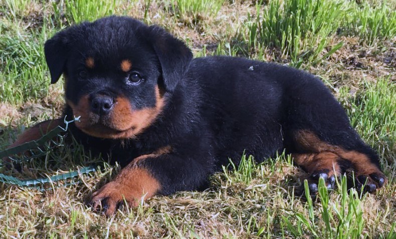 Zoltan_1 (boris x haifa)