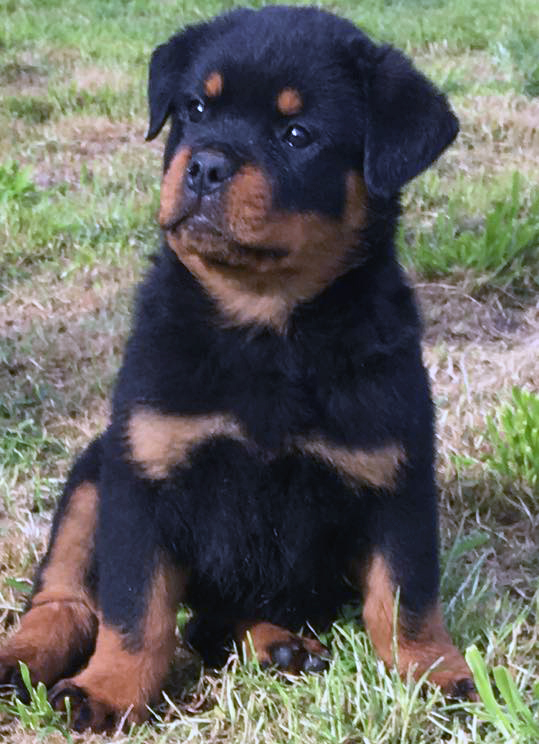 Zoltan_3 (boris x haifa)