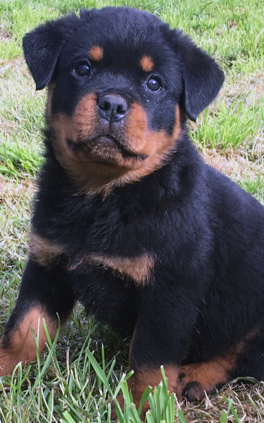 Zoltan_4 (boris x haifa)