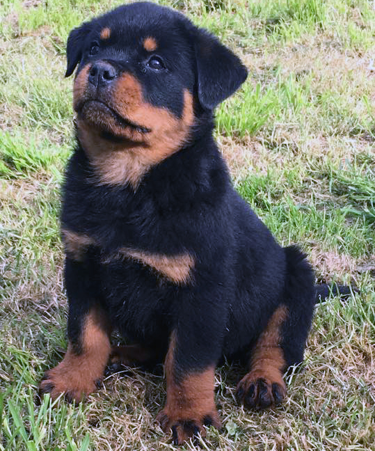 Zoltan_8 (boris x haifa)