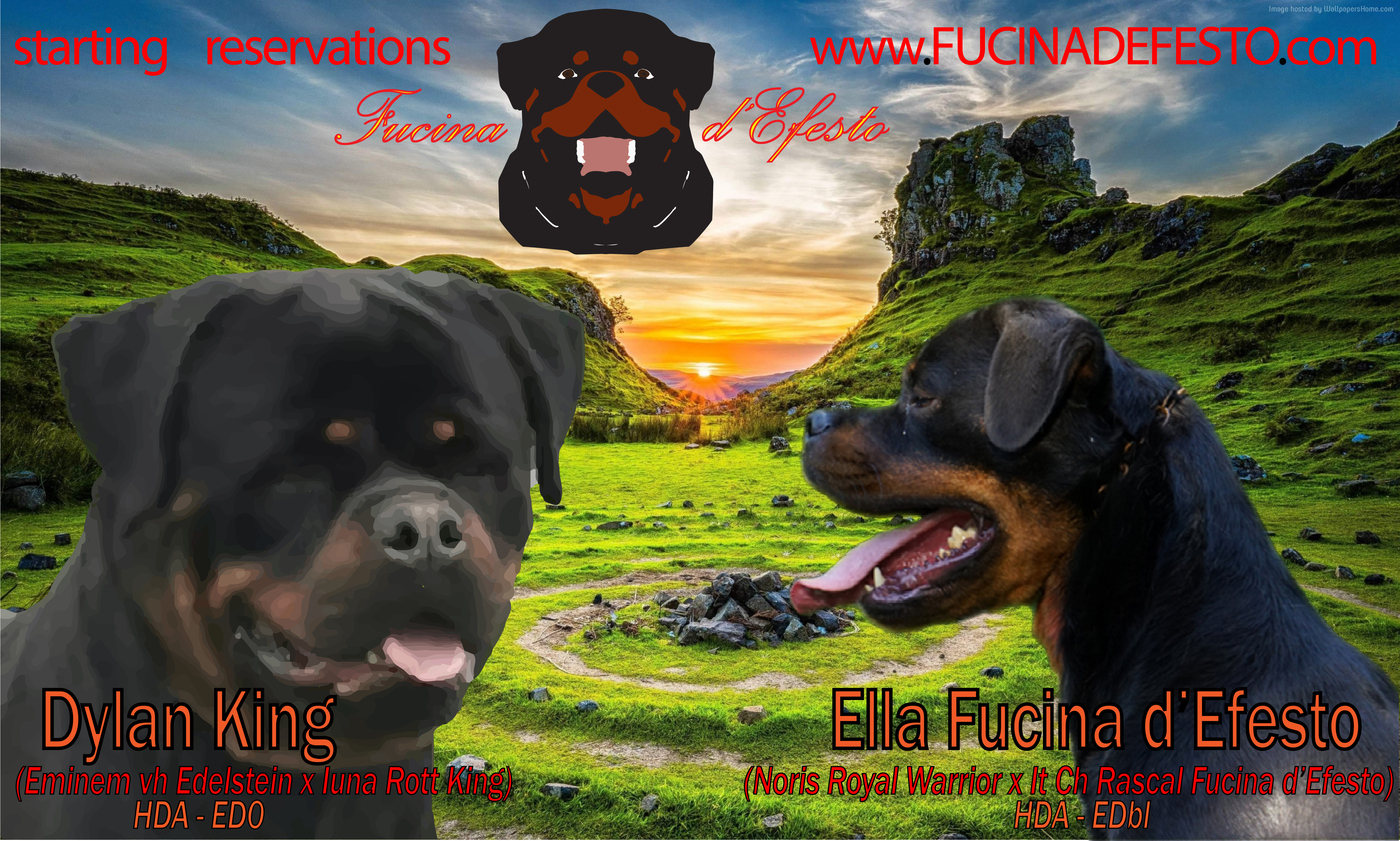 Dylan King x ella vallpaper