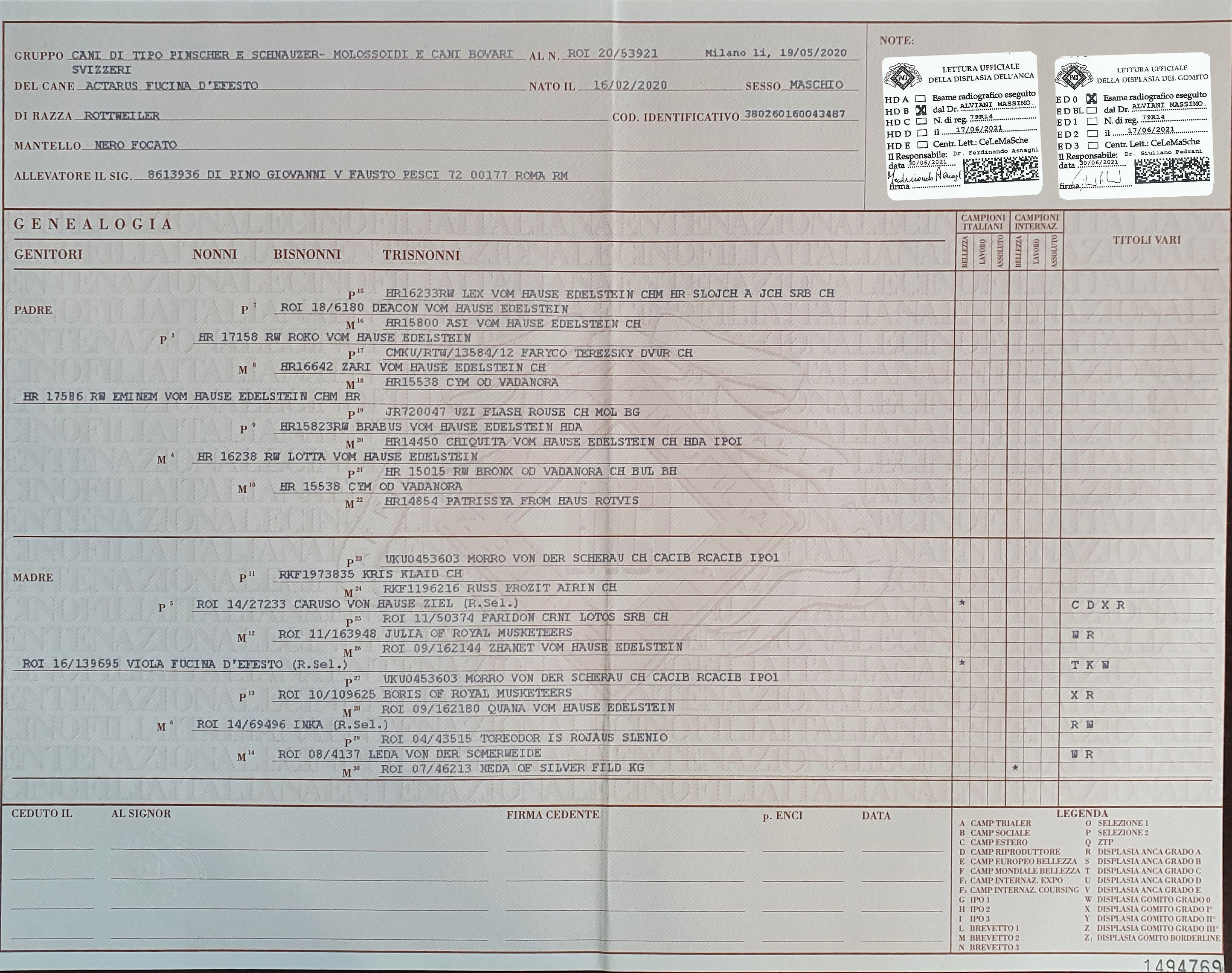 Actarus Pedigree con lastre intero